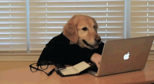 Meme: Dog working on a laptop